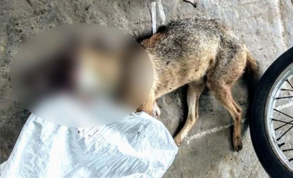 Barbaric Killing of A Jackal with Meat Wrapped Explosives Induces Anger