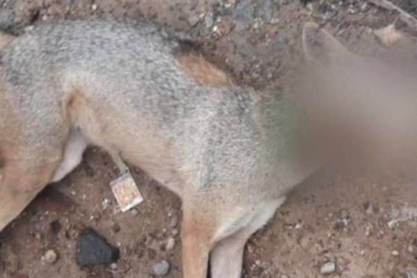 Barbaric Killing of A Jackal with Meat Wrapped Explosives Induces Anger