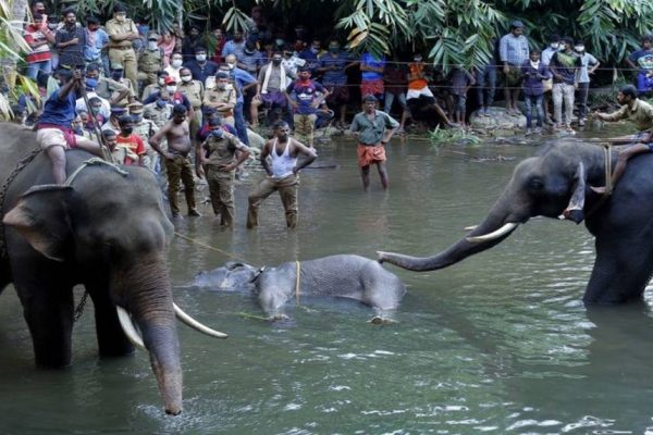 Cracker filled pineapple kills pregnant elephant