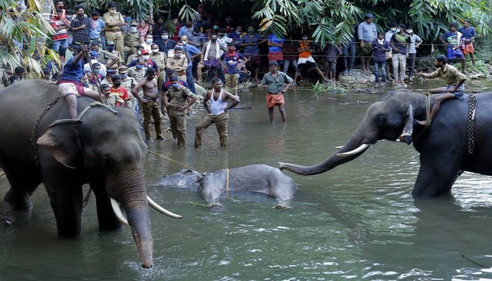 Cracker filled pineapple kills pregnant elephant