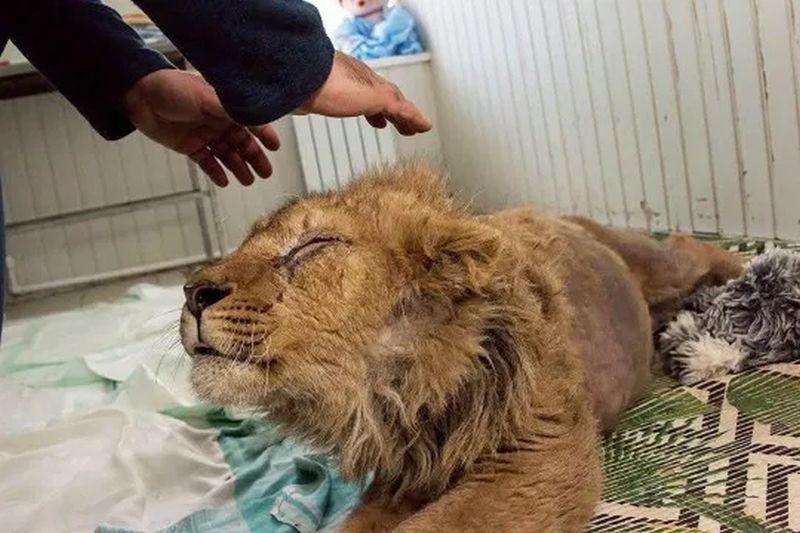 Cruel Photographer Broke a Lion Cub’s Legs for Tourists taking Selfies
