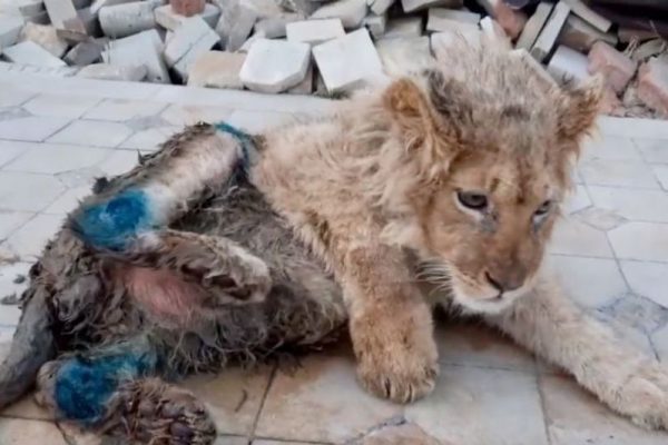 Cruel Photographer Broke a Lion Cub’s Legs for Tourists taking Selfies