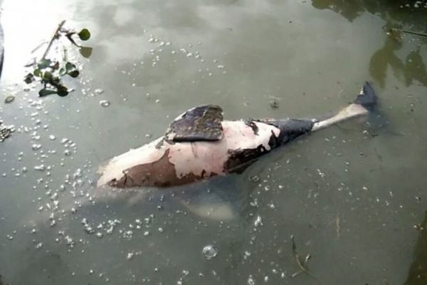 Dolphin Carcass in Assam’s Dibru River After Baghjan Oilfield blowout