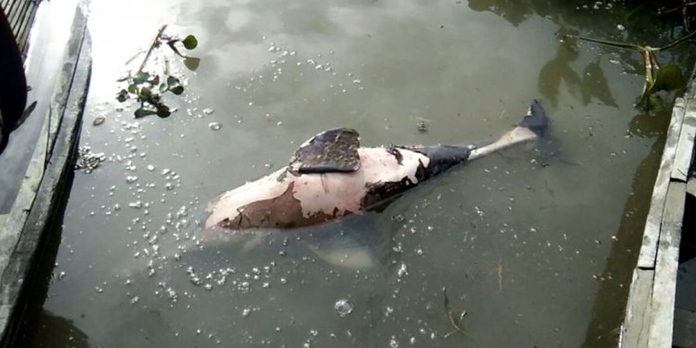 Dolphin Carcass in Assam’s Dibru River After Baghjan Oilfield blowout