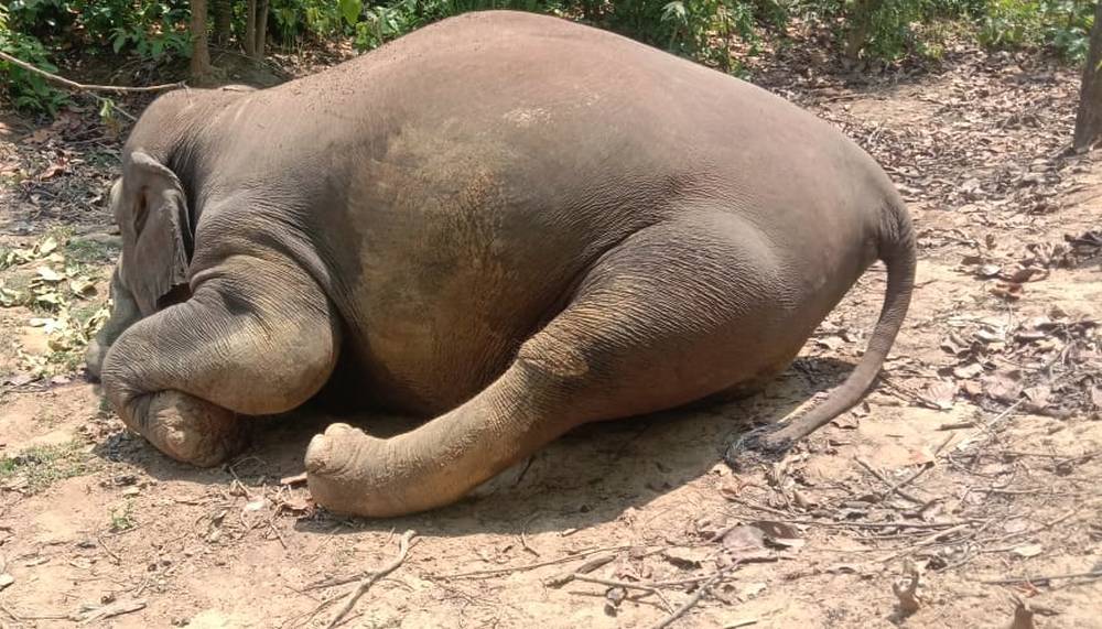 Elephants found dead in Chattisgarh