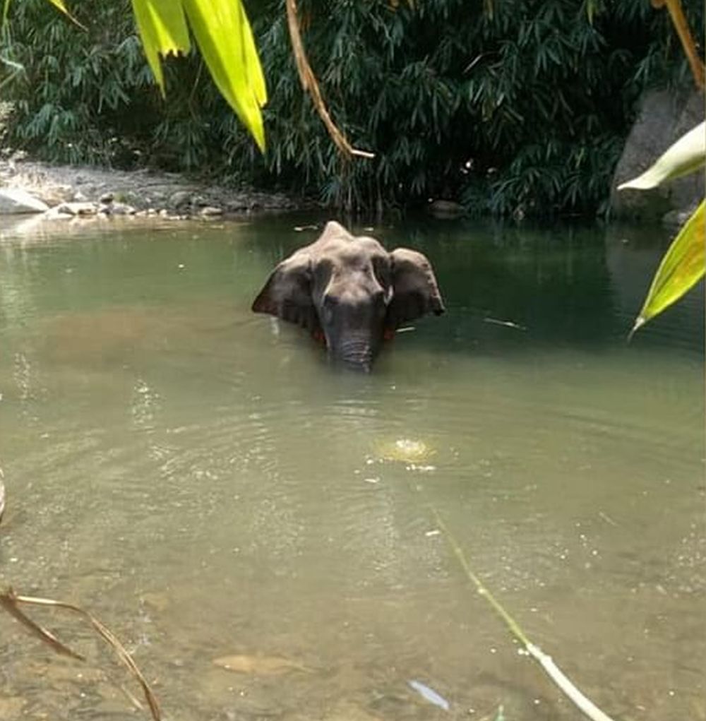 Firecracker-Filled Pineapple Kills Pregnant Elephant in Kerala