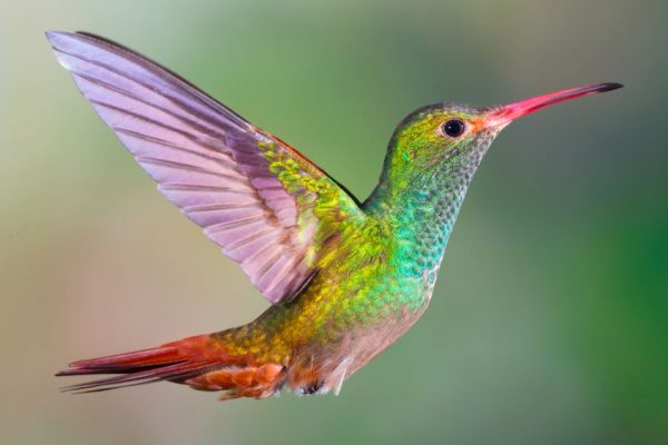 Hummingbirds Have More Broad Color Spectrum Than Humans