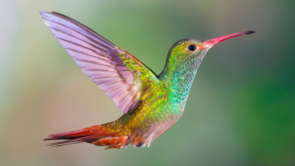 Hummingbirds Have More Broad Color Spectrum Than Humans