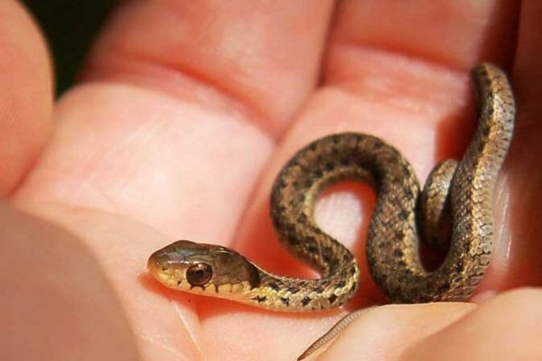 Man Discovers 40 Baby Snakes in Air Conditioner of His Home