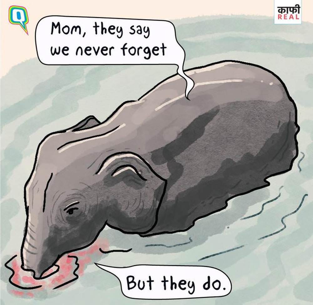 Pregnant Elephant Killed in Kerala - Artwork