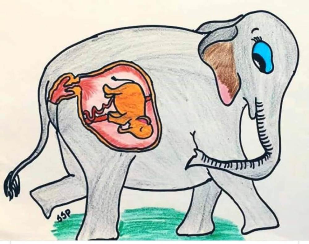 Pregnant Elephant Killed in Kerala - Artwork