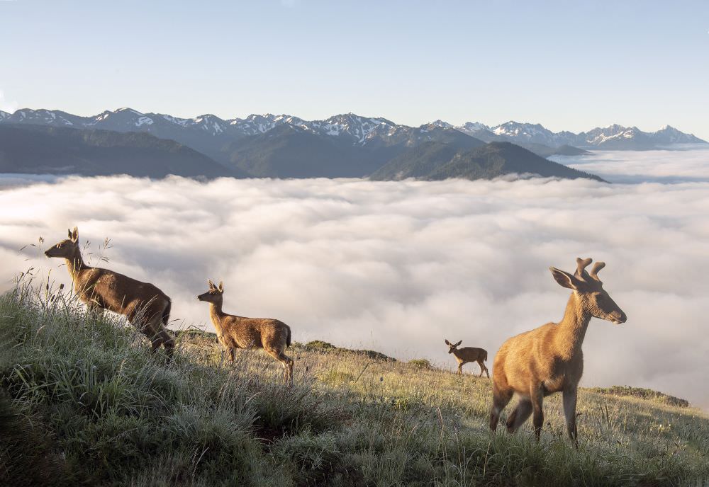 World Environment Day 2020: It's Time For Nature