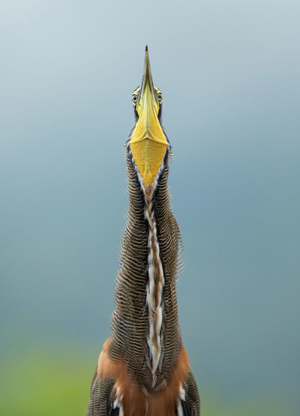 Winning Images from 2020 Audubon Photography Awards Are Mesmerizing