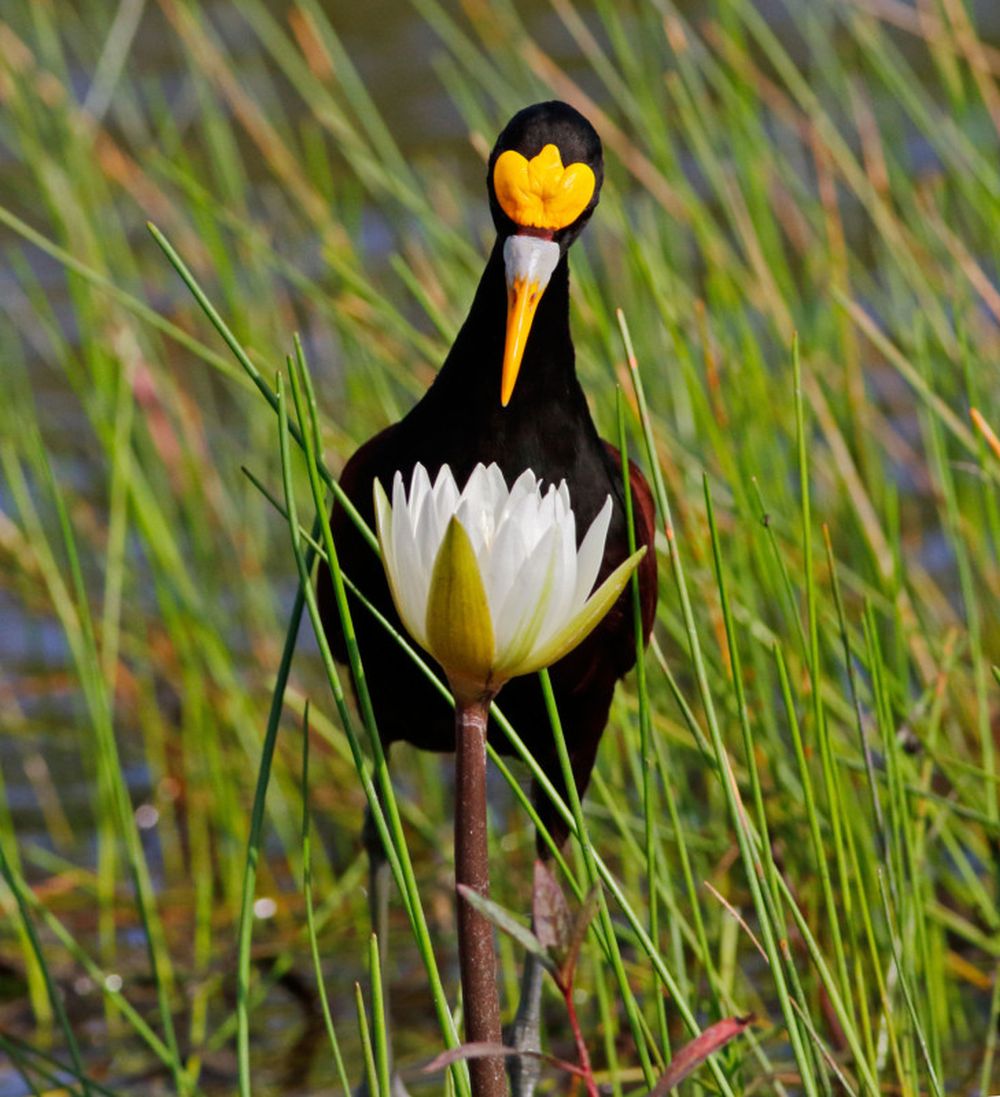 Winning Images from 2020 Audubon Photography Awards Are Mesmerizing