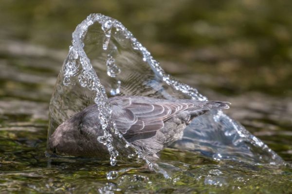 Winning Images from 2020 Audubon Photography Awards Are Mesmerizing