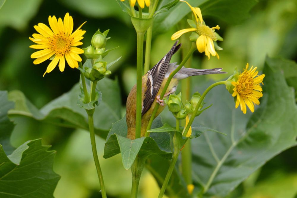 Winning Images from 2020 Audubon Photography Awards Are Mesmerizing