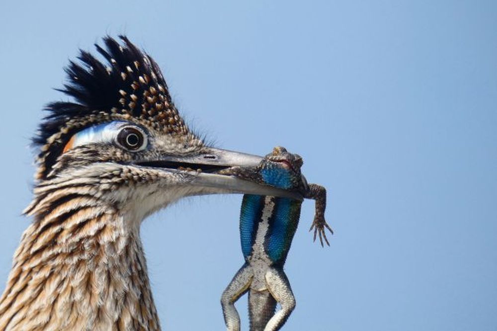 Winning Images from 2020 Audubon Photography Awards Are Mesmerizing