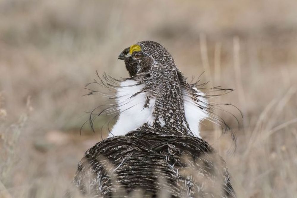 Winning Images from 2020 Audubon Photography Awards Are Mesmerizing