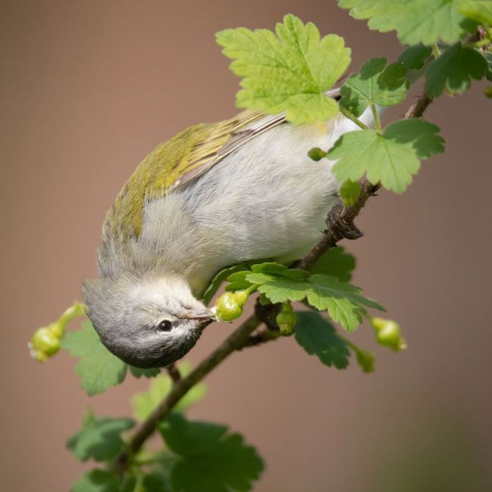 Winning Images from 2020 Audubon Photography Awards Are Mesmerizing