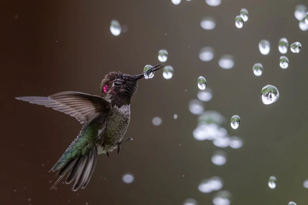 Winning Images from 2020 Audubon Photography Awards Are Mesmerizing