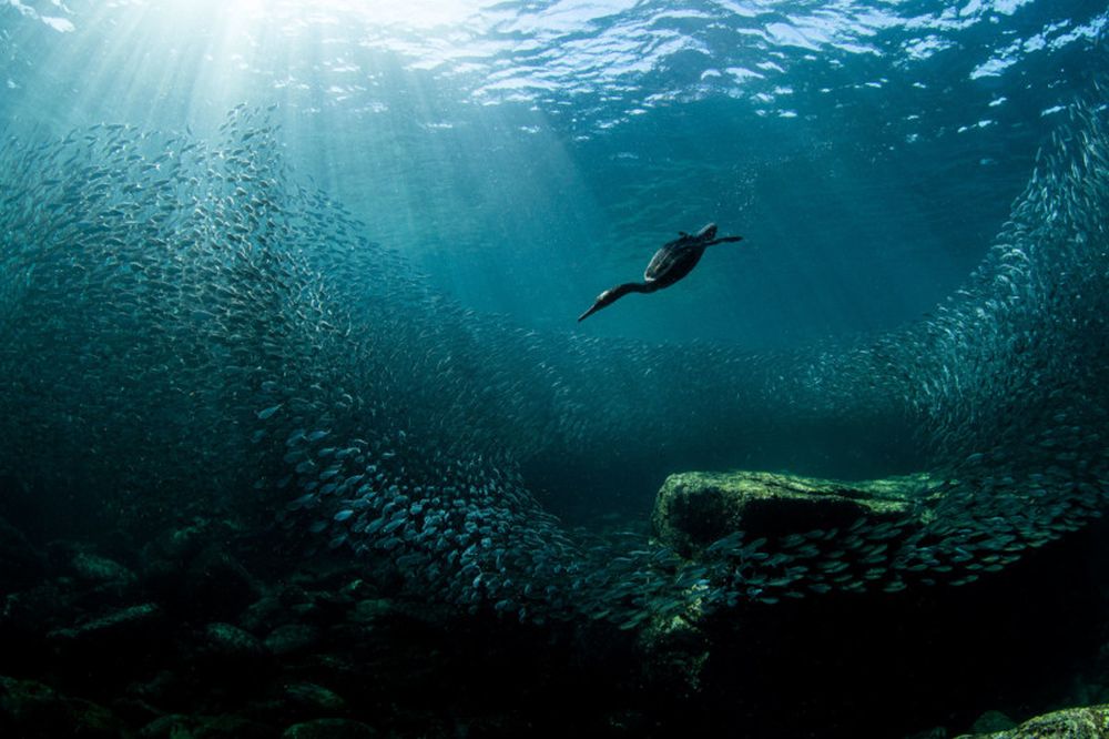 Winning Images from 2020 Audubon Photography Awards Are Mesmerizing