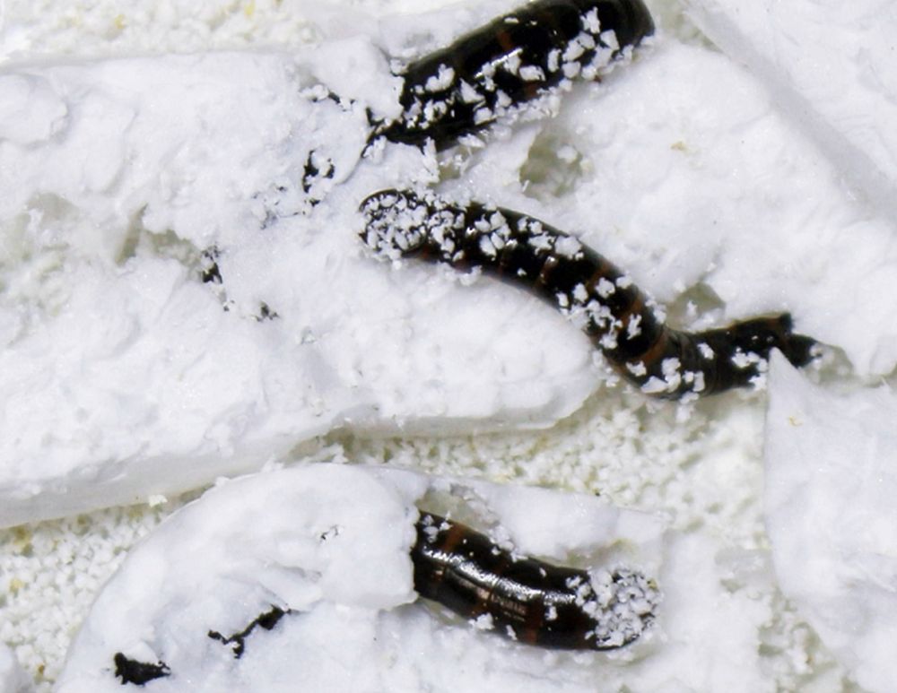 Darkling Beetle Larvae Can Decompose Styrofoam by Breaking Its Molecular Structure