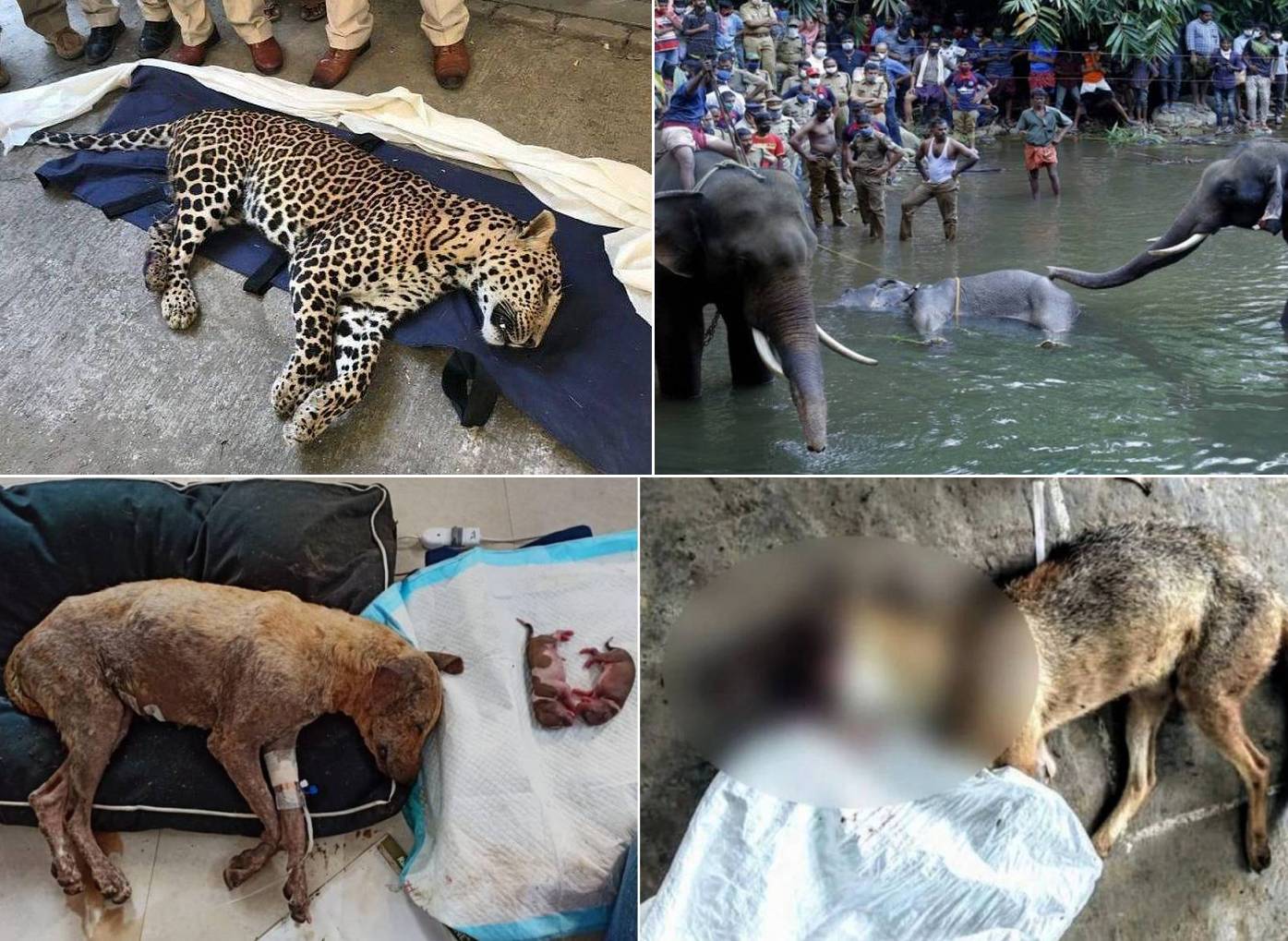 Barbaric and Inhumane Incidents of Animal Cruelty in India
