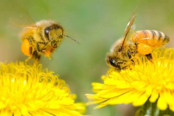 Wild Bees Pollinate Over $1.5 Billion Worth of Crops in North America, A Study