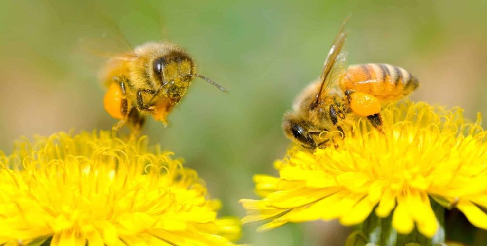 Wild Bees Pollinate Over $1.5 Billion Worth of Crops in North America, A Study