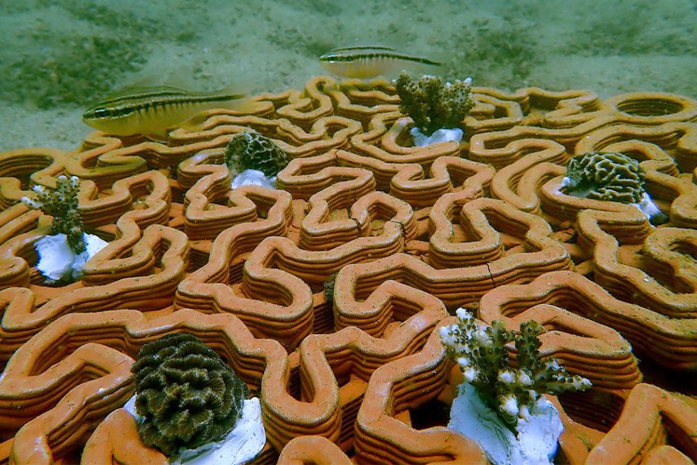 3D-Printed Terracotta Tiles to Restore Growth of Coral Reefs