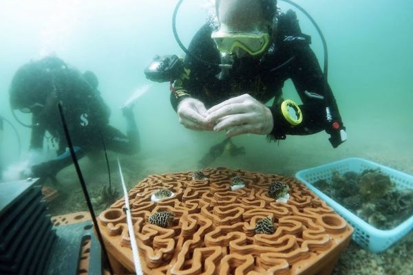 3D-Printed Terracotta Tiles to Restore Growth of Coral Reefs