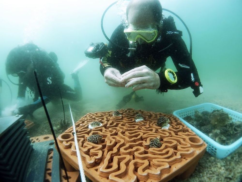 3D-Printed Terracotta Tiles to Restore Growth of Coral Reefs