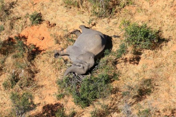 Botswana Faces Conservation Disaster as 275 Elephants Mysteriously Die