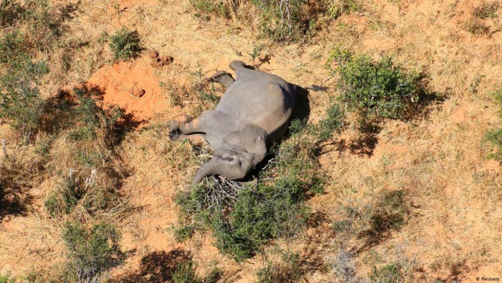 Botswana Faces Conservation Disaster as 275 Elephants Mysteriously Die