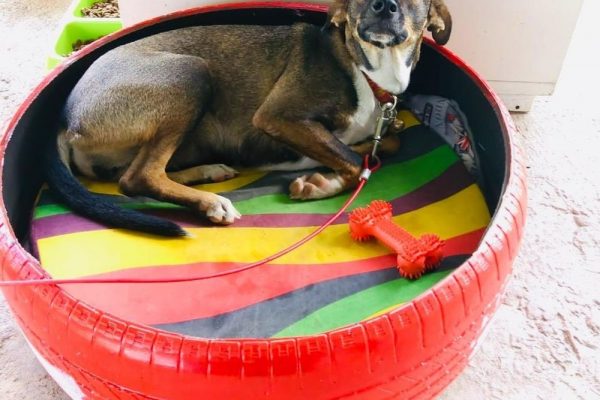Creative Couple Upcycles Discarded Tires into Adorable Pet Beds