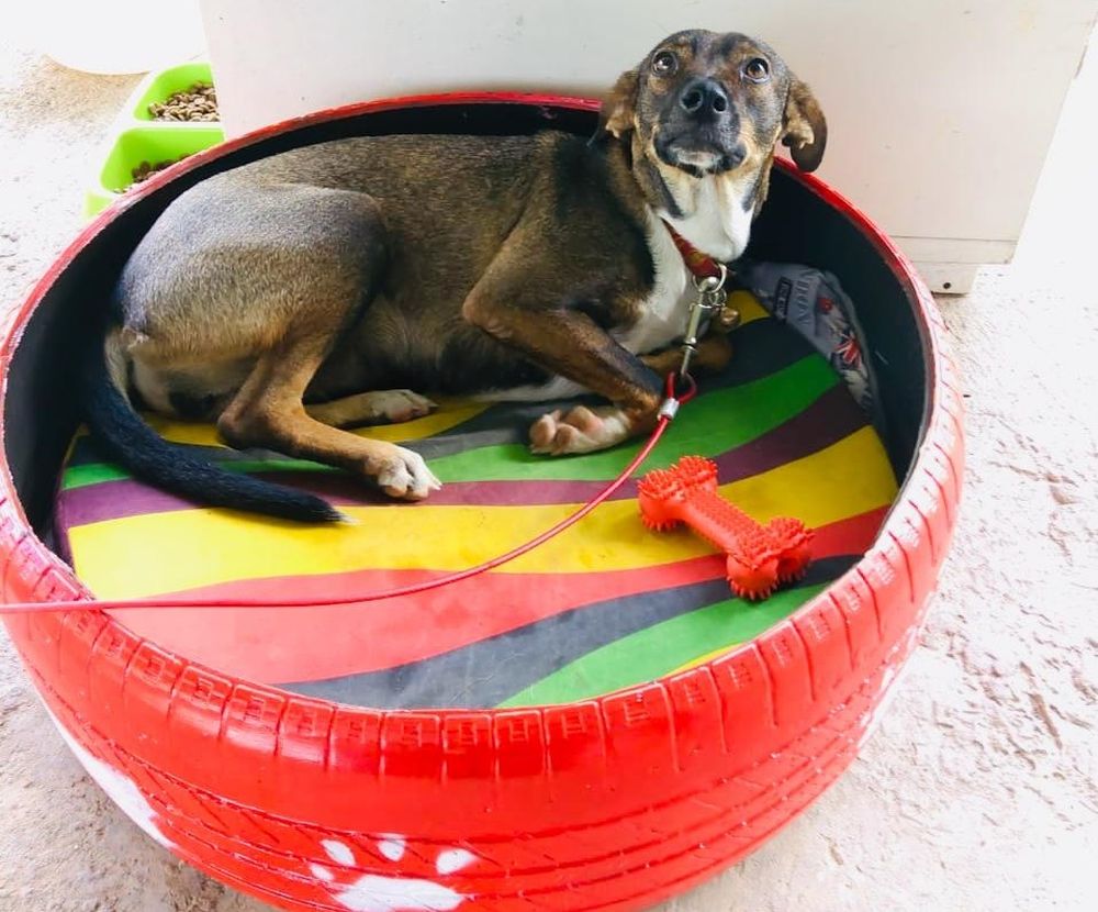 Creative Couple Upcycles Discarded Tires into Adorable Pet Beds