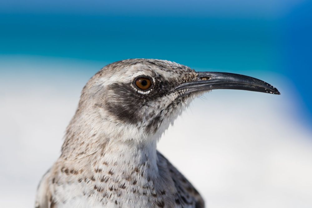 Galapagos Photography Competition 2020 Brings Stunning Photos of Wildlife