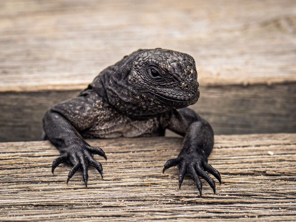 Galapagos Photography Competition 2020 Brings Stunning Photos of Wildlife