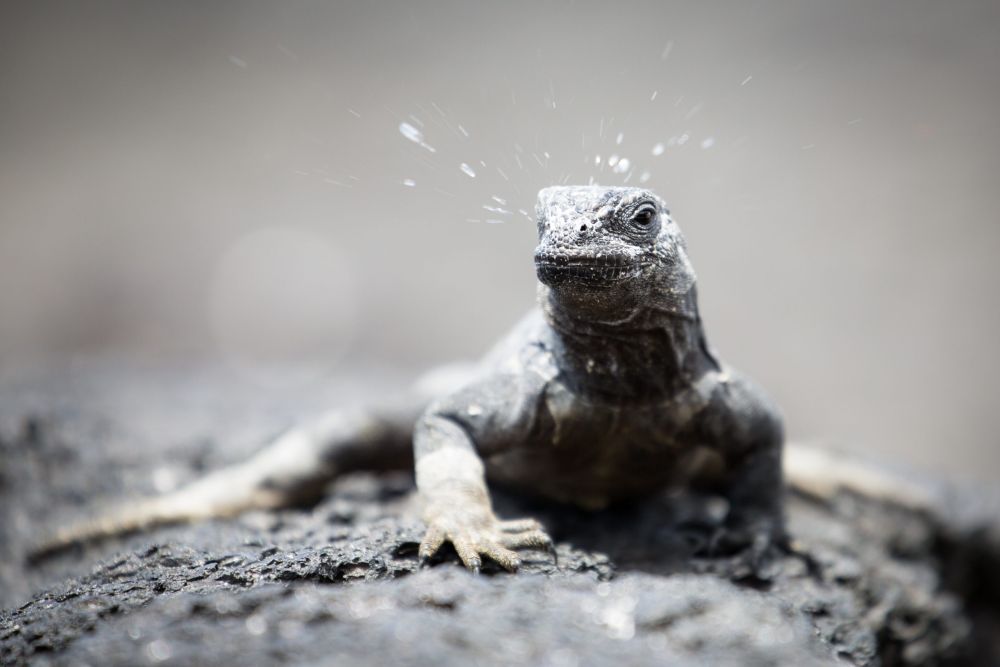 Galapagos Photography Competition 2020 Brings Stunning Photos of Wildlife