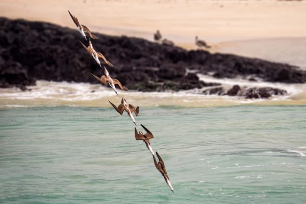 Galapagos Photography Competition 2020 Brings Stunning Photos of Wildlife