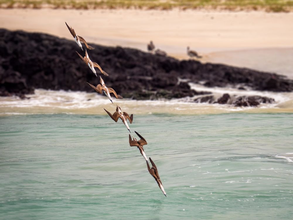 Galapagos Photography Competition 2020 Brings Stunning Photos of Wildlife