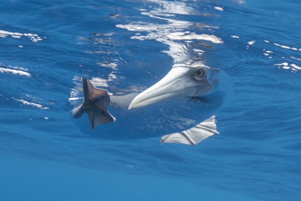 Galapagos Photography Competition 2020 Brings Stunning Photos of Wildlife