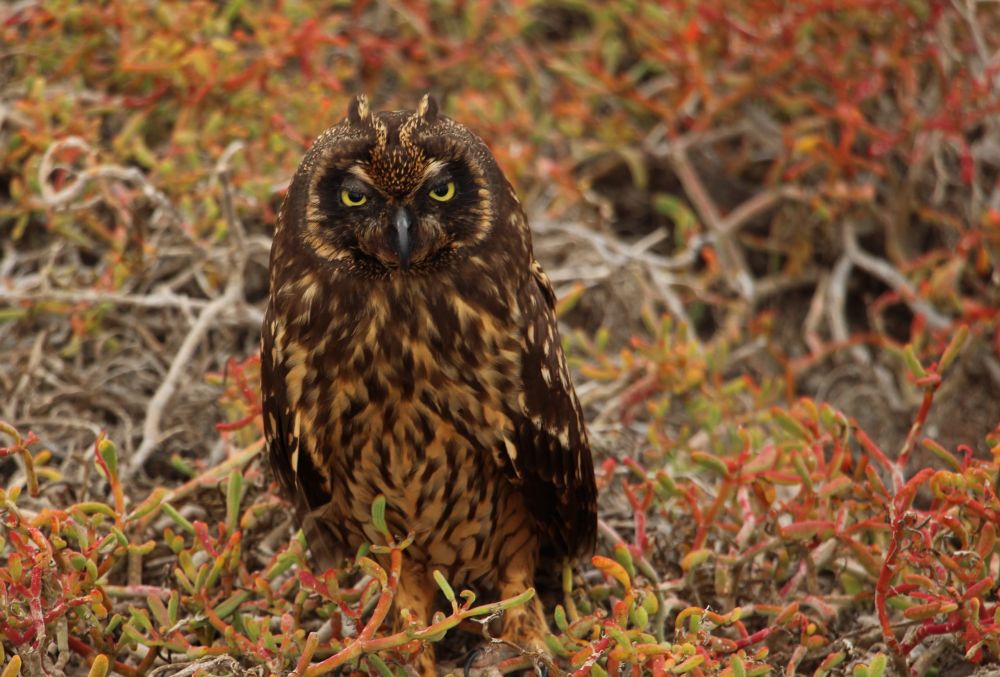 Galapagos Photography Competition 2020 Brings Stunning Photos of Wildlife