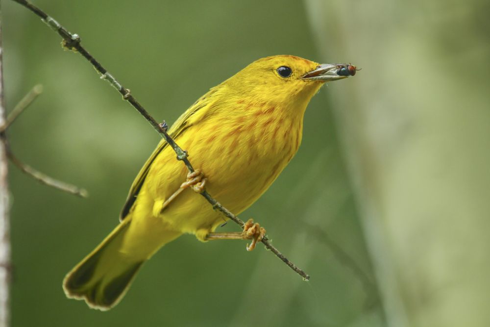 Galapagos Photography Competition 2020 Brings Stunning Photos of Wildlife