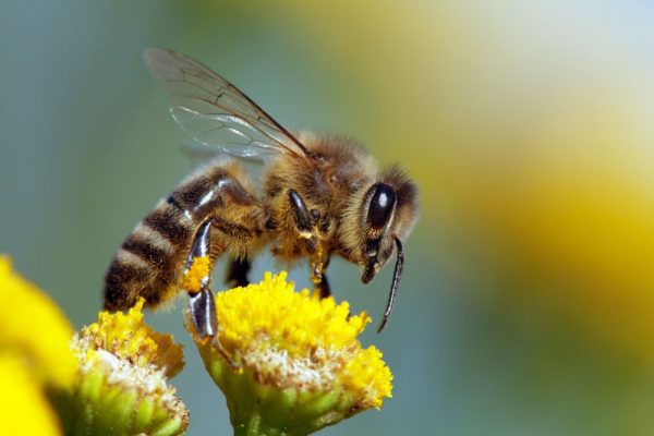 Pollinators are Suffocating amidst Air Pollution in India