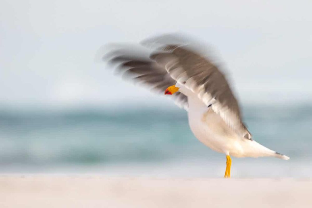 Bird Photographer of the Year Brings Mesmerizing Pictures of Avian Species