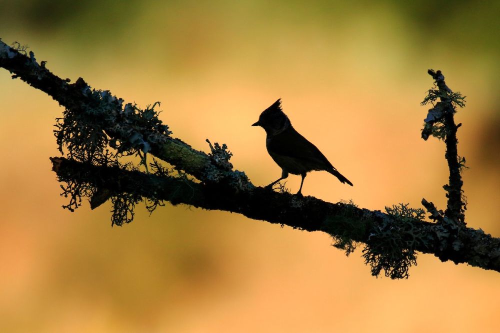 Bird Photographer of the Year Brings Mesmerizing Pictures of Avian Species