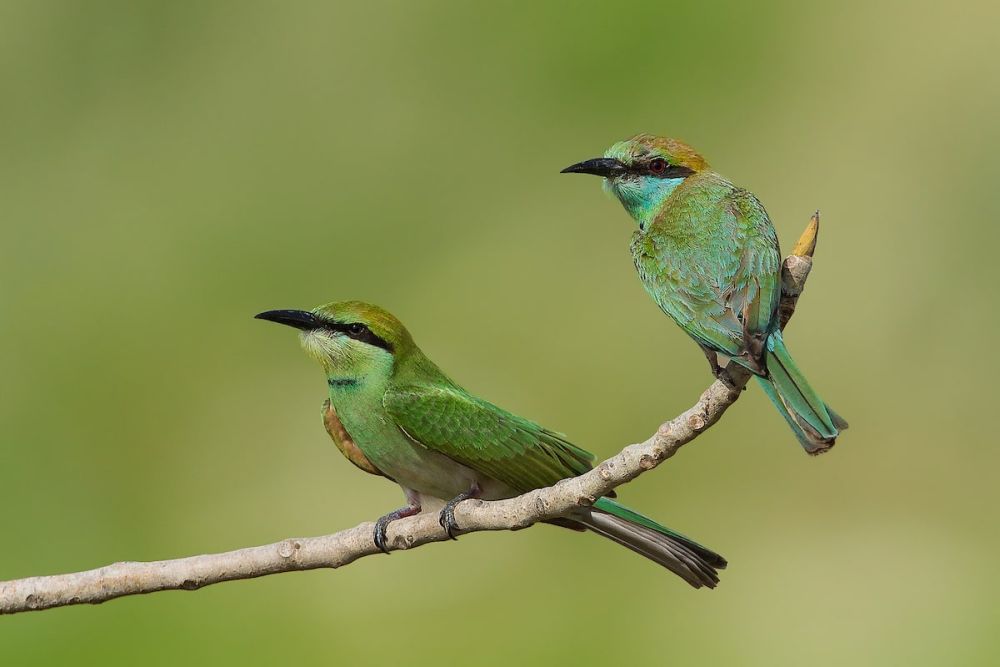 Bird Photographer of the Year Brings Mesmerizing Pictures of Avian Species