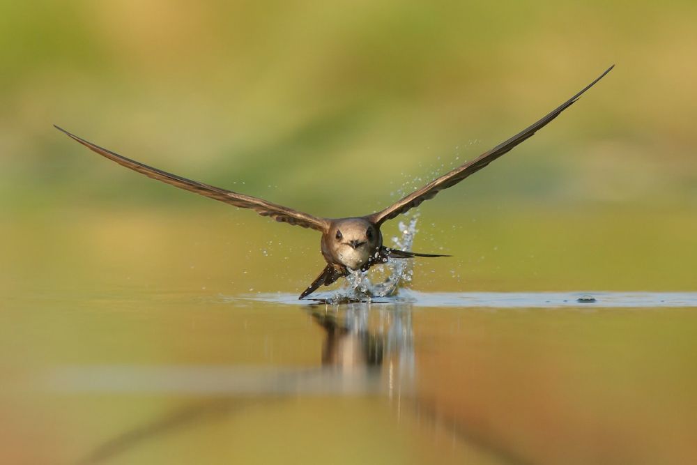 Bird Photographer of the Year Brings Mesmerizing Pictures of Avian Species