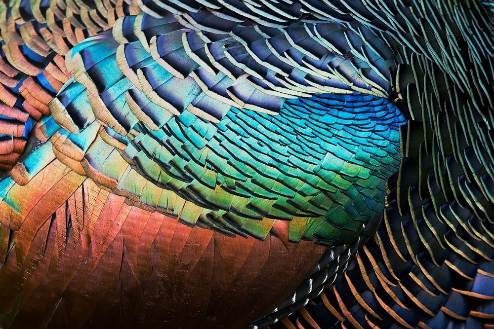 Bird Photographer of the Year Brings Mesmerizing Pictures of Avian Species